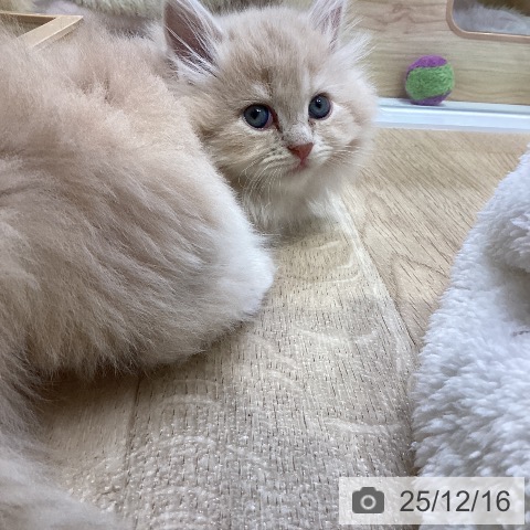 ミヌエットの写真