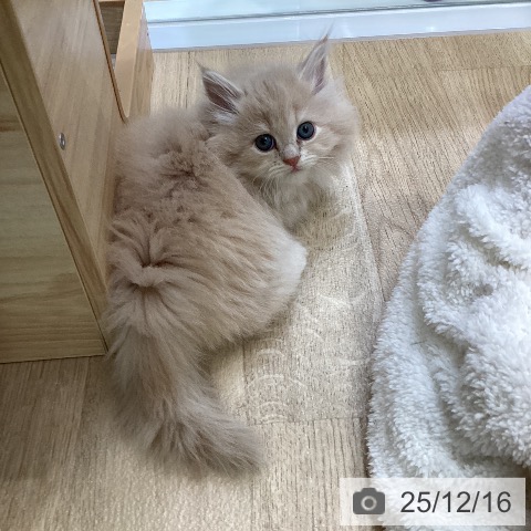 ミヌエットの写真