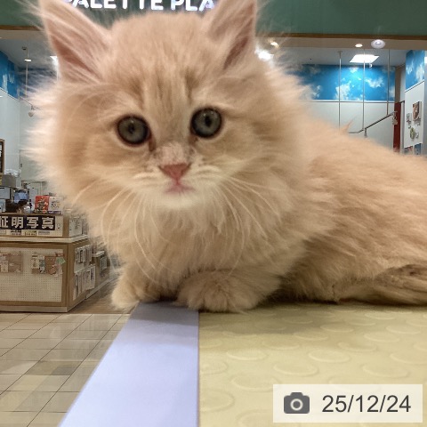 愛知県のミヌエット (ペットプラス ナゴヤドーム前店/2025年10月16日生まれ/女の子/クリームタビー)の子猫の3枚目の画像