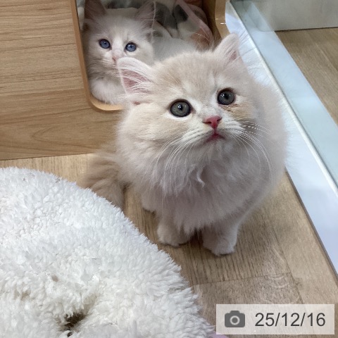 ラガマフィンの写真