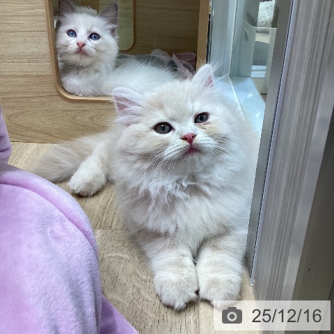 ラガマフィンの写真