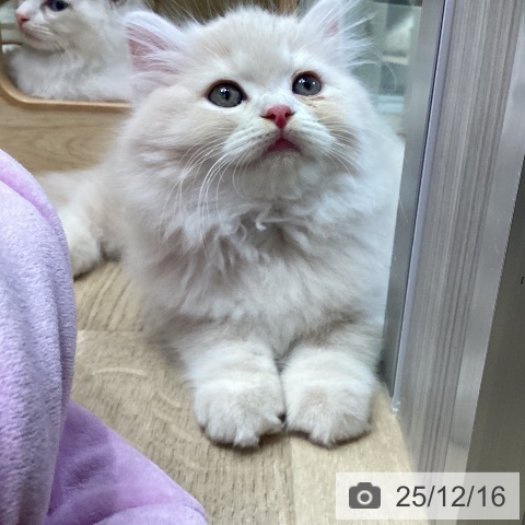 ラガマフィンの写真