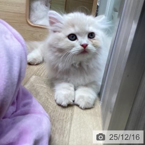 ラガマフィンの写真