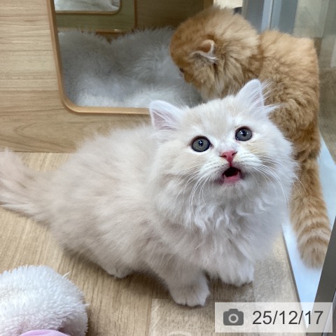 愛知県のラガマフィン (ペットプラス ナゴヤドーム前店/2025年10月13日生まれ/男の子/クリームタビー)の子猫の3枚目の画像