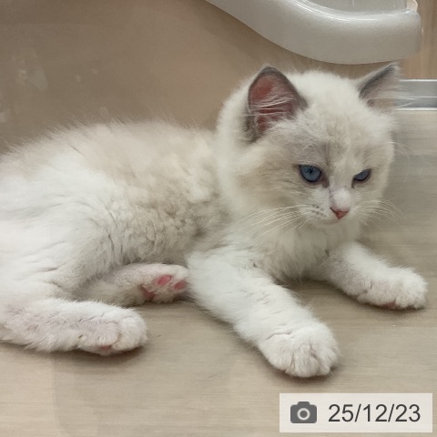 愛知県のラグドール (ペットプラス mozoワンダーシティ店/2025年10月11日生まれ/男の子/ブルーポイントバイカラー)の子猫の4枚目の画像