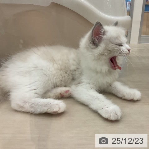 愛知県のラグドール (ペットプラス mozoワンダーシティ店/2025年10月11日生まれ/男の子/ブルーポイントバイカラー)の子猫の3枚目の画像