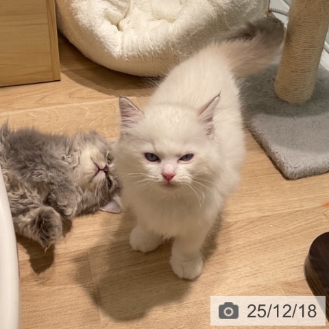 愛知県のラグドール (ペットプラス 則武新町店/2025年10月11日生まれ/男の子/ブルーポイントバイカラー)の子猫の3枚目の画像