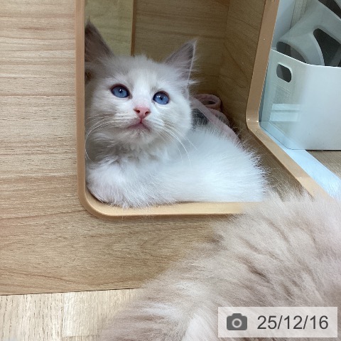 愛知県のラグドール (ペットプラス ナゴヤドーム前店/2025年10月11日生まれ/女の子/ブルーポイントバイカラー)の子猫の4枚目の画像