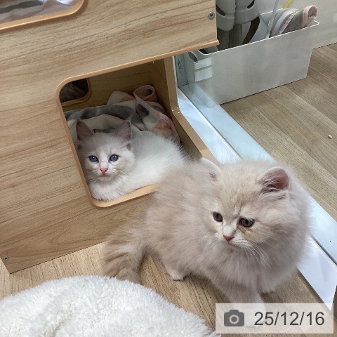 愛知県のラグドール (ペットプラス ナゴヤドーム前店/2025年10月11日生まれ/女の子/ブルーポイントバイカラー)の子猫の3枚目の画像