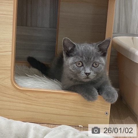愛知県のブリティッシュショートヘアー (ペットプラス 熱田店/2025年10月16日生まれ/女の子/ブルー)の子猫の4枚目の画像