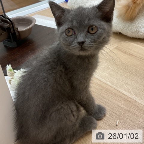 愛知県のブリティッシュショートヘアー (ペットプラス 熱田店/2025年10月16日生まれ/女の子/ブルー)の子猫の3枚目の画像