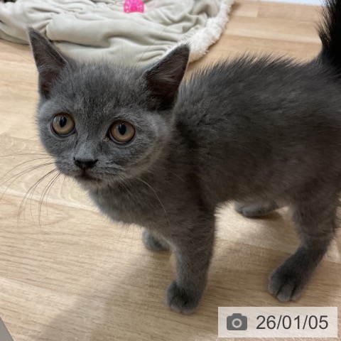 愛知県のブリティッシュショートヘアー (ペットプラス 熱田店/2025年10月16日生まれ/女の子/ブルー)の子猫の3枚目の画像