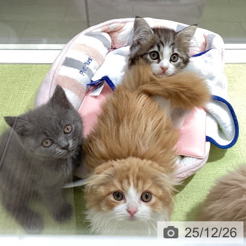 石川県のブリティッシュショートヘアー (ペットプラス 白山店/2025年10月16日生まれ/男の子/ブルー)の子猫の3枚目の画像