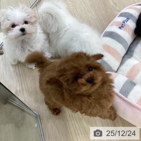 愛知県のトイプードル(トイ) (ペットプラス ナゴヤドーム前店/2025年10月2日生まれ/男の子/レッド)の子犬の4枚目の画像