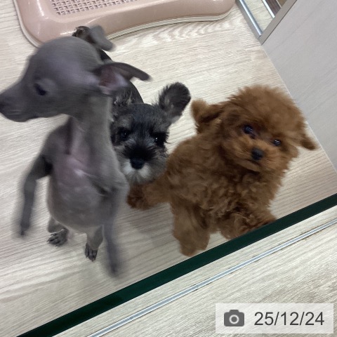 愛知県のトイプードル(トイ) (ペットプラス ナゴヤドーム前店/2025年10月2日生まれ/男の子/レッド)の子犬の3枚目の画像