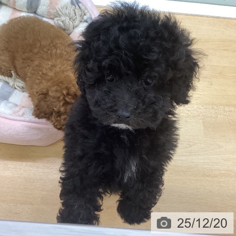 三重県のトイプードル(トイ) (ペットプラス 津南店/2025年10月14日生まれ/男の子/ブラック)の子犬の4枚目の画像