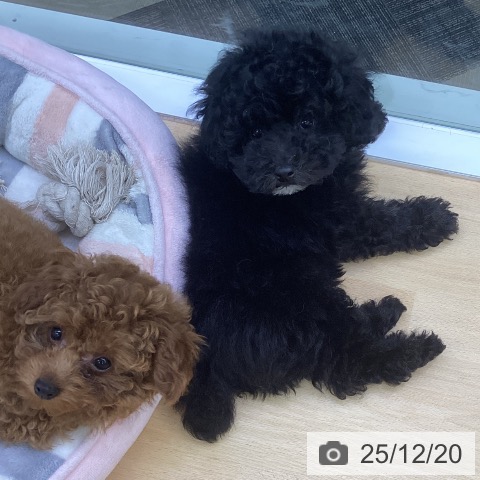 三重県のトイプードル(トイ) (ペットプラス 津南店/2025年10月14日生まれ/男の子/ブラック)の子犬の3枚目の画像