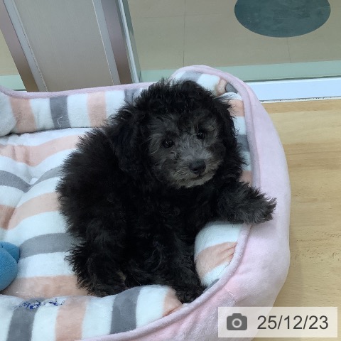 愛知県のトイプードル(トイ) (ペットプラス 三好店/2025年10月14日生まれ/女の子/シルバー)の子犬の4枚目の画像