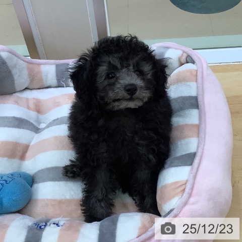 愛知県のトイプードル(トイ) (ペットプラス 三好店/2025年10月14日生まれ/女の子/シルバー)の子犬の3枚目の画像