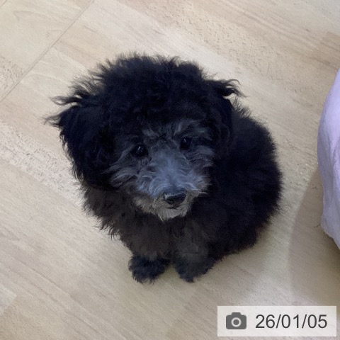 愛知県のトイプードル(トイ) (ペットプラス 三好店/2025年10月14日生まれ/女の子/シルバー)の子犬の3枚目の画像