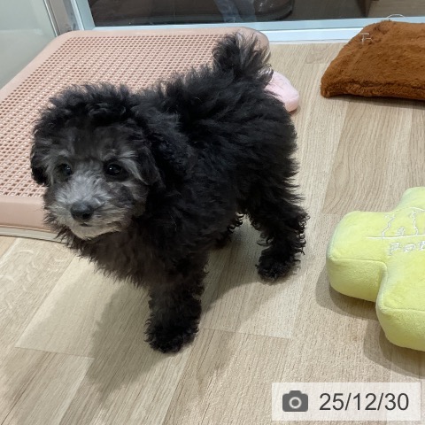 三重県のトイプードル(トイ) (ペットプラス 鈴鹿店/2025年10月14日生まれ/女の子/シルバー)の子犬の4枚目の画像