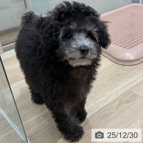 三重県のトイプードル(トイ) (ペットプラス 鈴鹿店/2025年10月14日生まれ/女の子/シルバー)の子犬の3枚目の画像