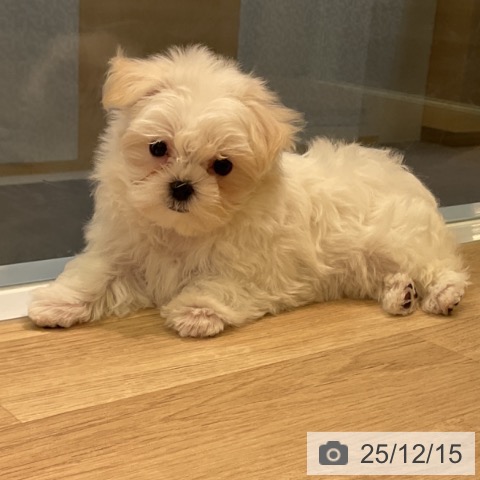 愛知県のマルチーズ (ペットプラス 岡崎店/2025年10月14日生まれ/男の子/ホワイト)の子犬の3枚目の画像