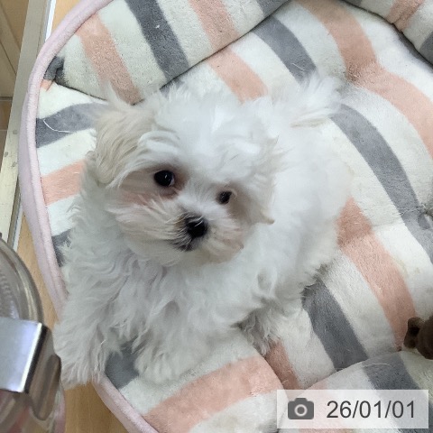 愛知県のマルチーズ (ペットプラス 三好店/2025年10月14日生まれ/男の子/ホワイト)の子犬の4枚目の画像