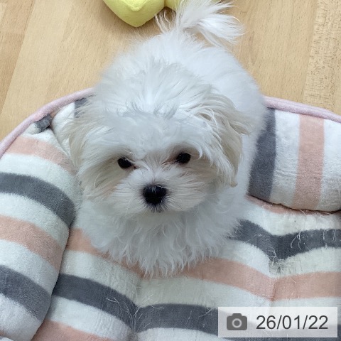 愛知県のマルチーズ (ペットプラス 三好店/2025年10月14日生まれ/男の子/ホワイト)の子犬の4枚目の画像