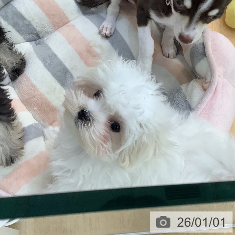 愛知県のマルチーズ (ペットプラス 三好店/2025年10月14日生まれ/男の子/ホワイト)の子犬の3枚目の画像