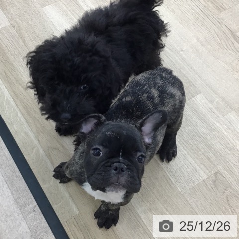 愛知県のフレンチブルドッグ (ペットプラス 千音寺店/2025年10月16日生まれ/男の子/ブリンドルホワイト)の子犬の4枚目の画像