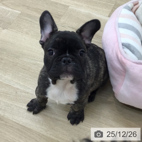 愛知県のフレンチブルドッグ (ペットプラス 千音寺店/2025年10月16日生まれ/男の子/ブリンドルホワイト)の子犬の3枚目の画像