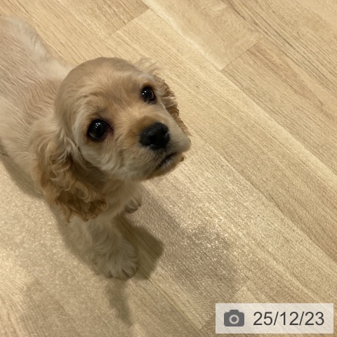 アメリカン・コッカー・スパニエルの写真