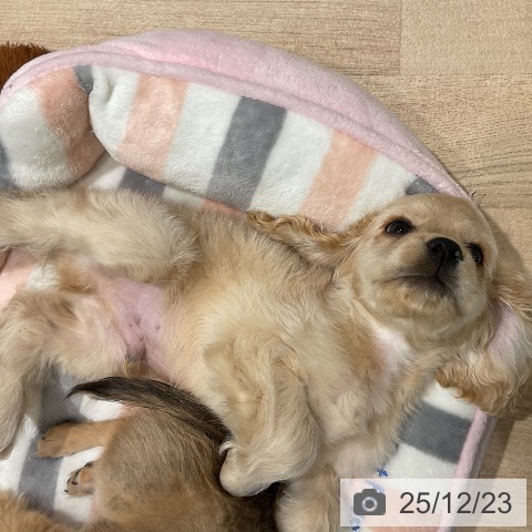 三重県のアメリカンコッカースパニエル (ペットプラス 鈴鹿店/2025年10月17日生まれ/男の子/バフ)の子犬の4枚目の画像