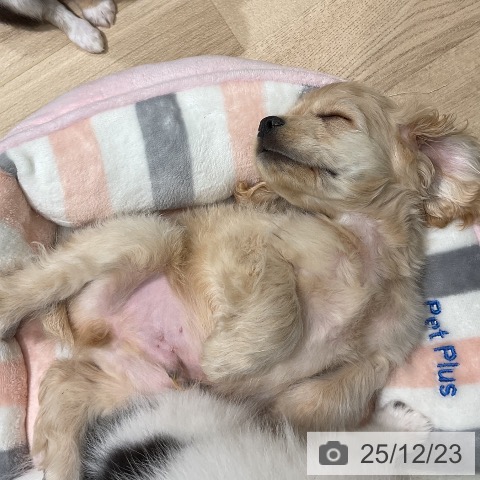 三重県のアメリカンコッカースパニエル (ペットプラス 鈴鹿店/2025年10月17日生まれ/男の子/バフ)の子犬の3枚目の画像