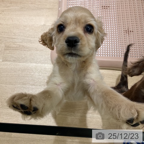 愛知県のアメリカンコッカースパニエル (ペットプラス イオンモール豊川店/2025年10月17日生まれ/男の子/バフ)の子犬の4枚目の画像