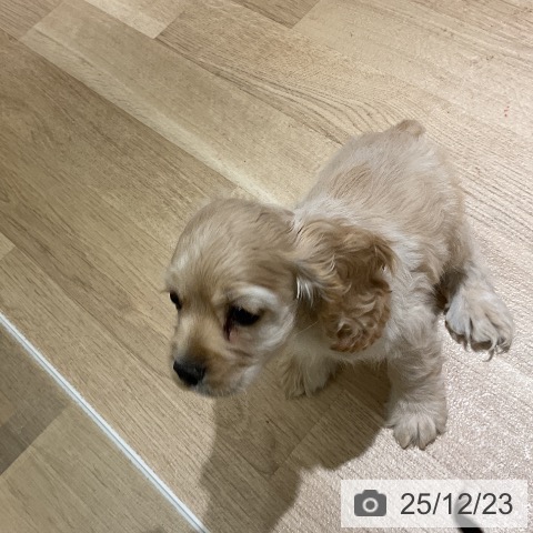 愛知県のアメリカンコッカースパニエル (ペットプラス イオンモール豊川店/2025年10月17日生まれ/男の子/バフ)の子犬の3枚目の画像