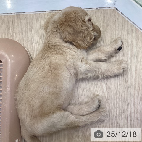 アメリカン・コッカー・スパニエルの写真