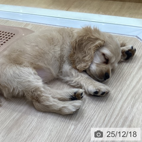 アメリカン・コッカー・スパニエルの写真