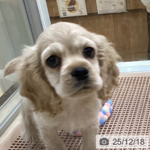 アメリカン・コッカー・スパニエルの写真