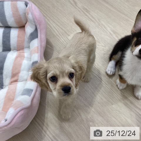 愛知県のアメリカンコッカースパニエル (ペットプラス ナゴヤドーム前店/2025年10月17日生まれ/男の子/バフ)の子犬の4枚目の画像