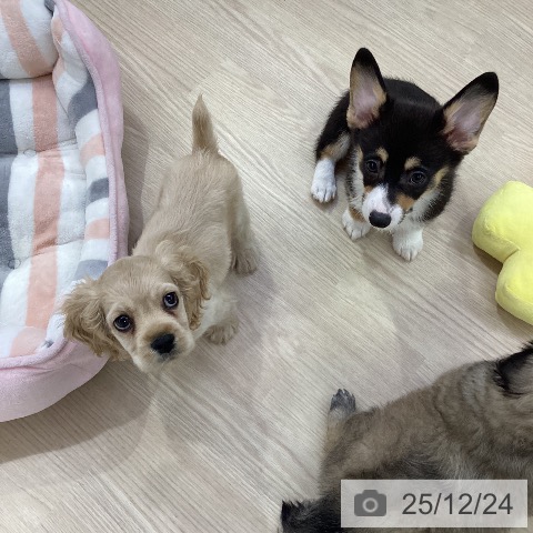 愛知県のアメリカンコッカースパニエル (ペットプラス ナゴヤドーム前店/2025年10月17日生まれ/男の子/バフ)の子犬の3枚目の画像