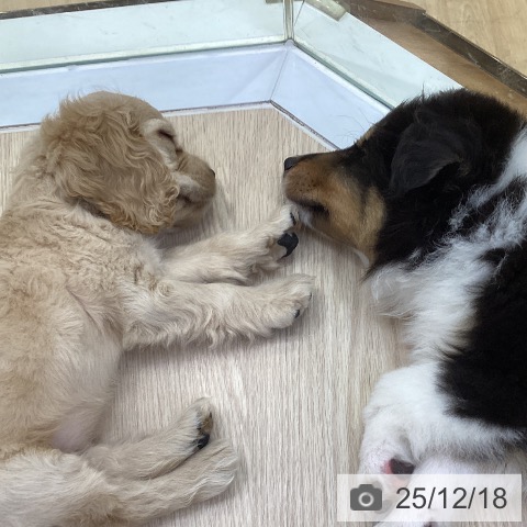 シェットランド・シープドッグの写真