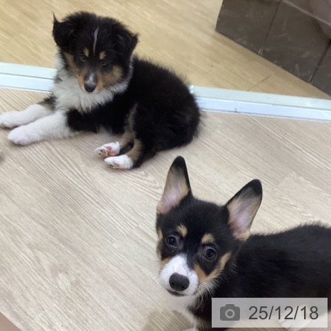 シェットランド・シープドッグの写真