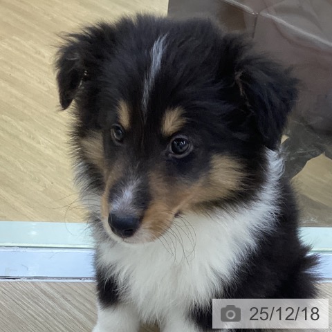 シェットランド・シープドッグの写真