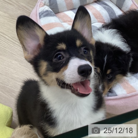 シェットランド・シープドッグの写真