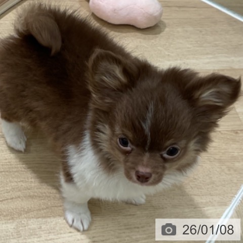 三重県のチワワ(ロング) (ペットプラス 鈴鹿店/2025年10月17日生まれ/男の子/チョコレートタンホワイト)の子犬の4枚目の画像