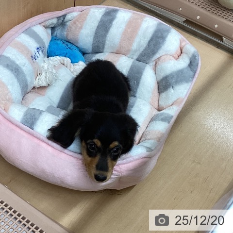 ミニチュア・ダックスフンドの写真