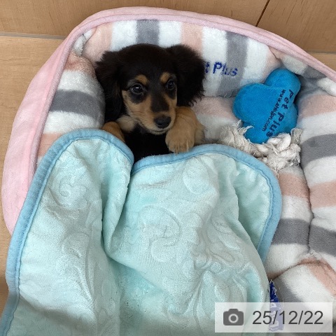 愛知県のミニチュアダックスフンド(ロング) (ペットプラス 千種店/2025年10月14日生まれ/男の子/ブラックタン)の子犬の4枚目の画像