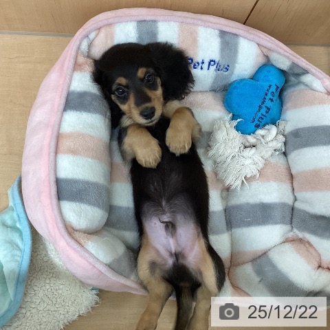 愛知県のミニチュアダックスフンド(ロング) (ペットプラス 千種店/2025年10月14日生まれ/男の子/ブラックタン)の子犬の3枚目の画像